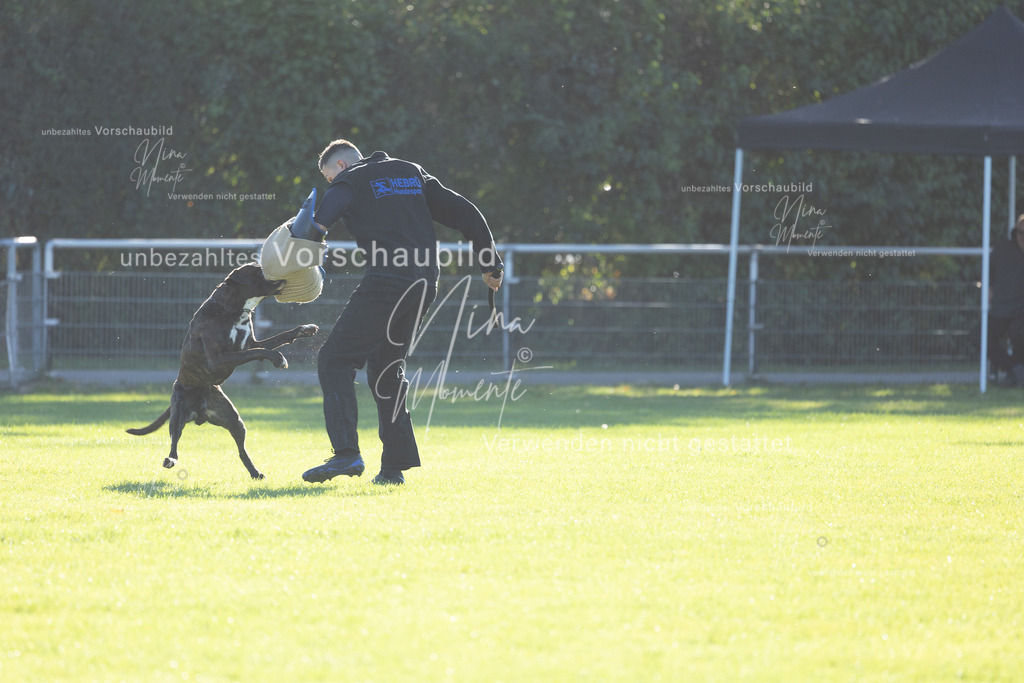 _16A4894 | Einzigartige Fotos von Hunden & Menschen –Actionfotos, Portraits, Vereinsaufnahmen & Paarshootings – authentisch, lebendig & mit Herz.