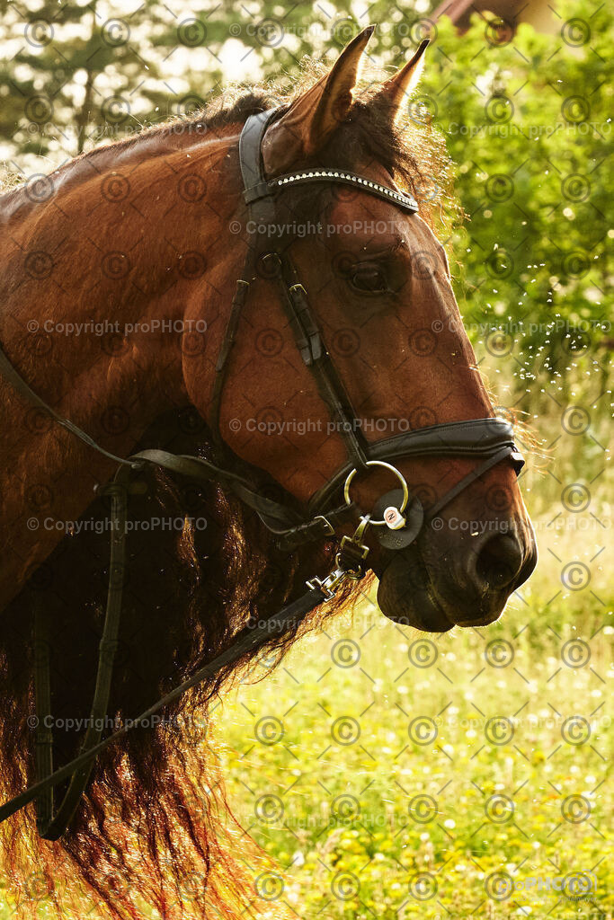 405_202406_Niki-Herodes_NZ9_0448 | proPHOTO - Realisiert mit Pictrs.com