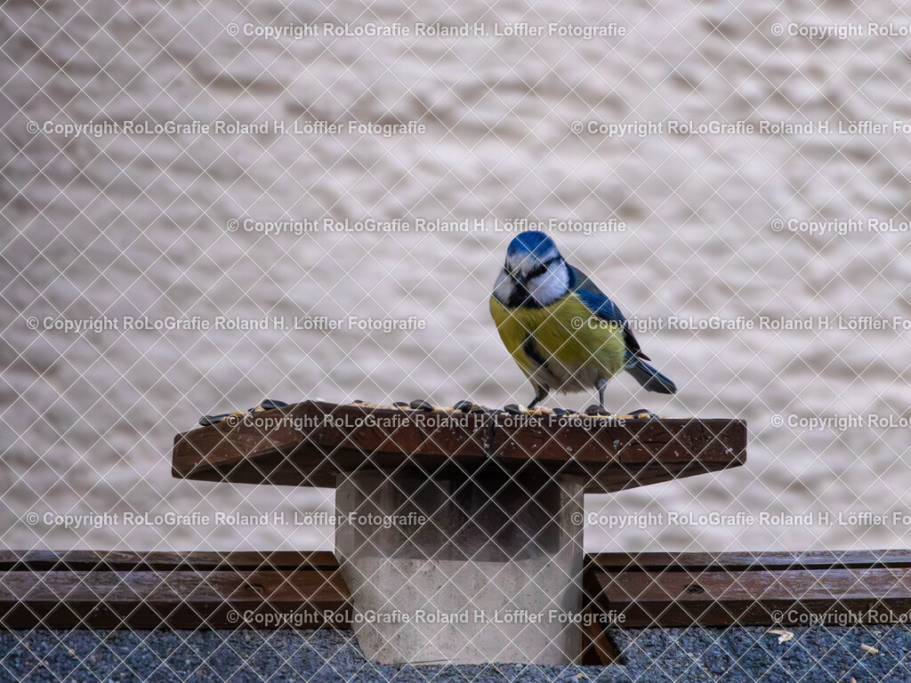 20240411_Vögel_RoLoGrafie-15 | Vogel im heimischen Garten - Realisiert mit Pictrs.com