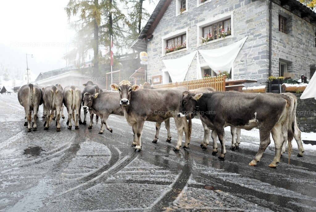 L1020794 | romberg-arts, romberg-arts.de, www.romberg-arts.de, Foto_Online_Shop, Julia Fuhrmann, Köln, Fotos, Fotografie, Fotokunst, Kunstdrucke, Naturfotos, Aktfotos, Nacktfotos, schwarz_weiß_Fotos, Blumenfotos, Blumen, Tiere, Beton, Korrosion, Lächeln, Drucke