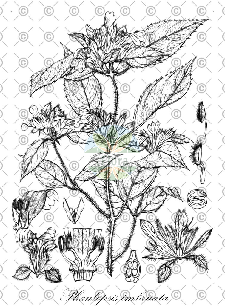 HistAbb_wfo-0000470247_1_ENZY_Simple | Historische Abbildung von Phaulopsis imbricata - Acanthaceae | Historical Illustration of Phaulopsis imbricata - Acanthaceae