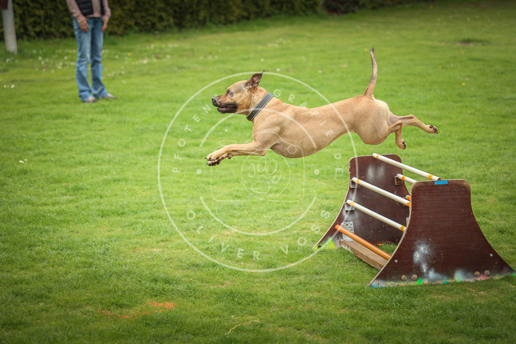 Pfotenfotografie_0L8A9787 | Hundefotografie, Tierfotograf, Pfotenfotografie, Fotoshooting Hund, Hunde Portrait, Hundesport, Hundeportraits, Heideshooting, Hunde, Sportfotograf, Hundefotograf, Turnierhundsport, THS,  - Realisiert mit Pictrs.com