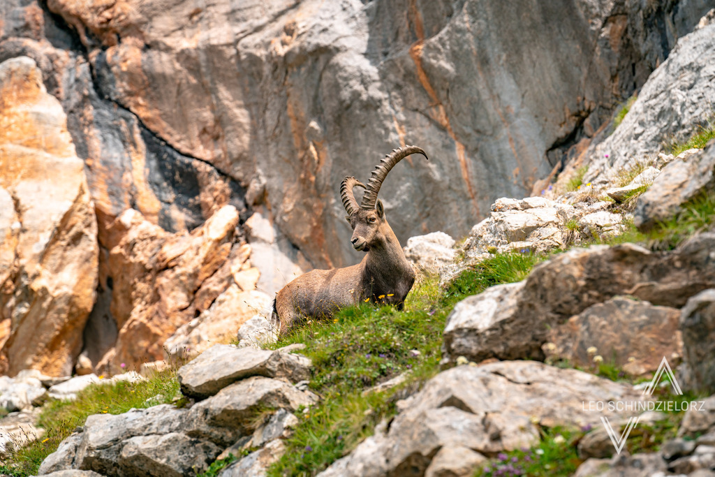 Fotografie_Leo_Schindzielorz_AT_Sommer_Tirol_Lechtal_Alpen_20210807_A7R03311_org | Atmosphärische Landschaftsbilder & Drohnenaufnahmen aus dem Allgäu, Tirol, Südtirol & der Schweiz – ideal für Leinwanddrucke & zur stilvollen Raumgestaltung. - Realisiert mit Pictrs.com