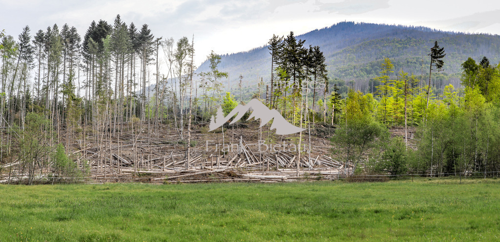OE7A3648-Pano | im Hintergrund der Grosse Falkenstein