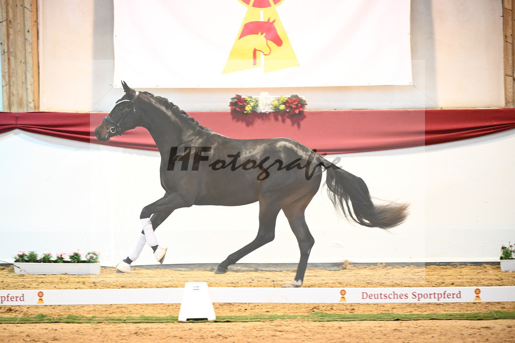 Kat-Nr. 61 Von Und Zu x Lauries Crusador xx_Berger_43232139 | hf-fotografie - Realisiert mit Pictrs.com