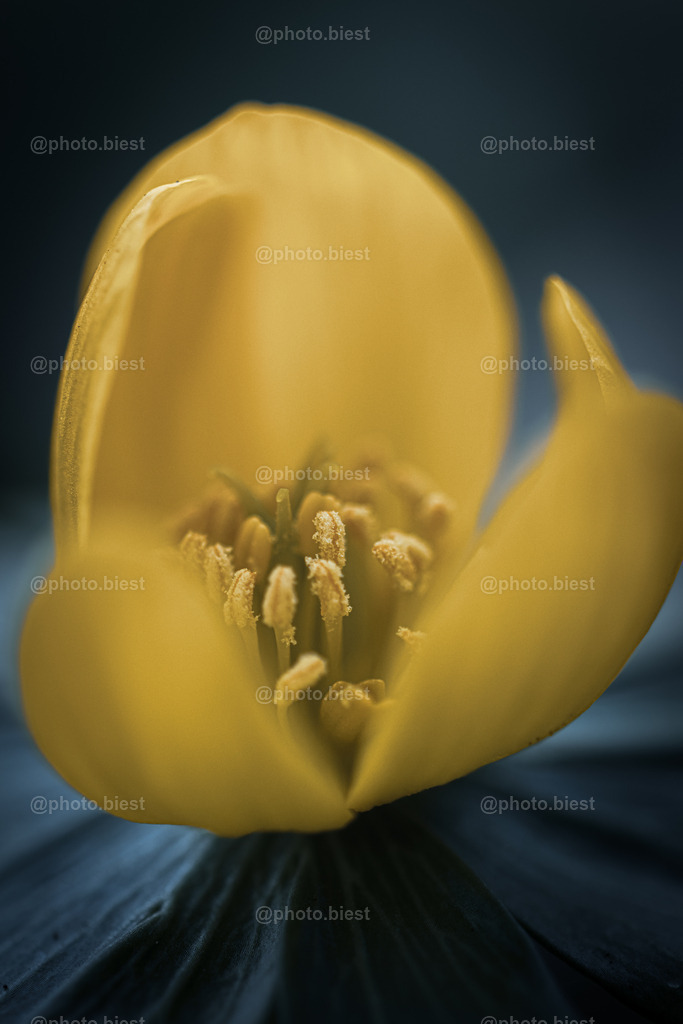 Das Innere des Winterlings | Eine Blüte eines Winterlings. - Realisiert mit Pictrs.com