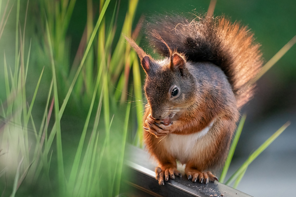 Eichhörnchen (red squirrel) | Deutschland | WILD﻿﻿LIFE · NATURE | just﻿love · justSOMEWHERE · just poster | ﻿POSTER | LEINWAND | FINEART | HOLZDRUCK | FOREX-FOTODRUCK | ALU-DIBOND | ACRYLGLAS | WILD'N FREE | germany | the netherlands | kenya | vietnam | egypt | wildtiere | eichhörnchen - Realisiert mit Pictrs.com