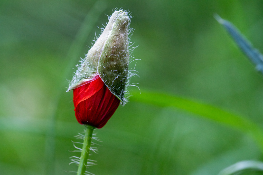 IMG_2583 | ehrlichefotos - Realisiert mit Pictrs.com