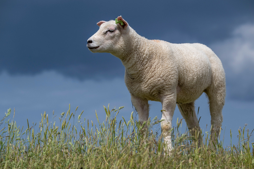 260606_Texel_9854_mr | Entdecke exklusive Fotografie im muebri Shop: Stimmungsvolle Motive  Naturaufnahmen und mehr. Jetzt hochwertige Wandbilder und Fotoabzüge online kaufen! - Realisiert mit Pictrs.com