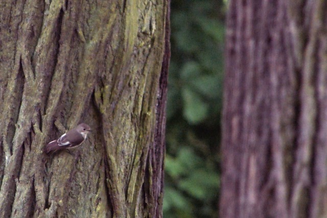 Trauerschnäpper_w | Verkauf von Fotos und  Videoclips zumThema Natur.Motive sind Pflanzen, Tiere, Landschaftenund Wetter