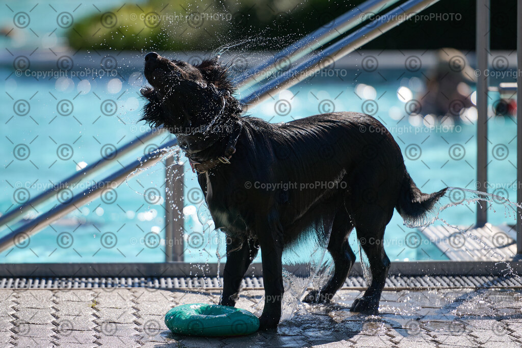 103_202509_4Hundebadetag_NZ9_2444 | proPHOTO - Realisiert mit Pictrs.com
