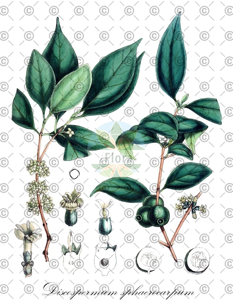HistAbb_wfo-0000652197_1_ENZY_Simple | Historische Abbildung von Discospermum sphaerocarpum - Rubiaceae | Historical Illustration of Discospermum sphaerocarpum - Rubiaceae