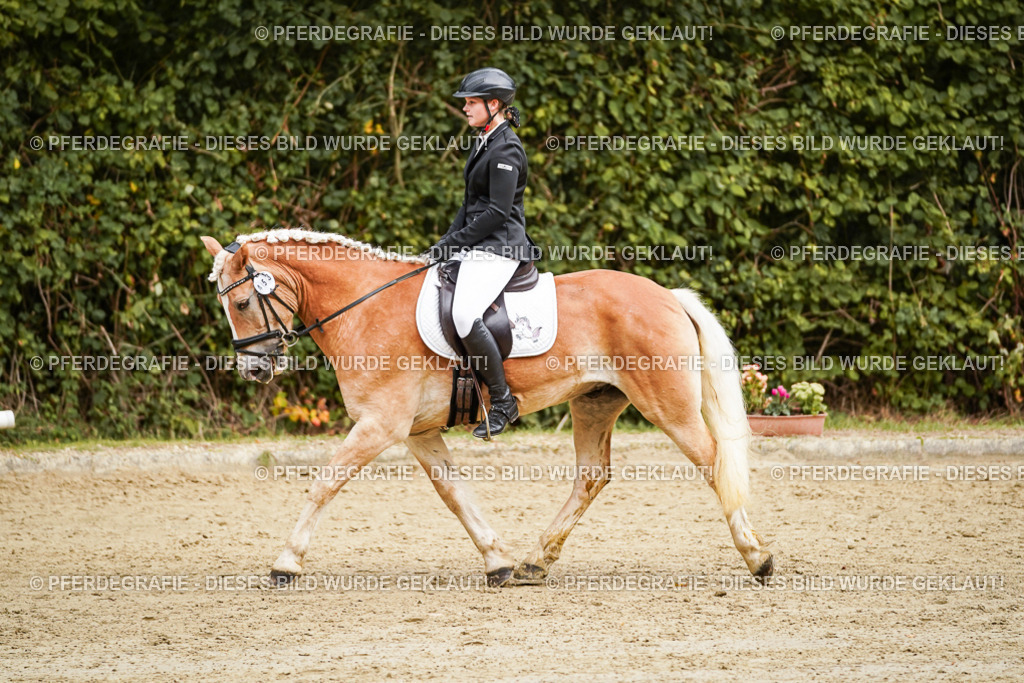 DSC00146 | Pferdegrafie