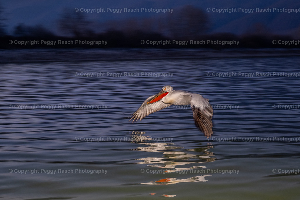 Pelikane_2024_groß-34 | PeggyRaschPhotography - Realisiert mit Pictrs.com
