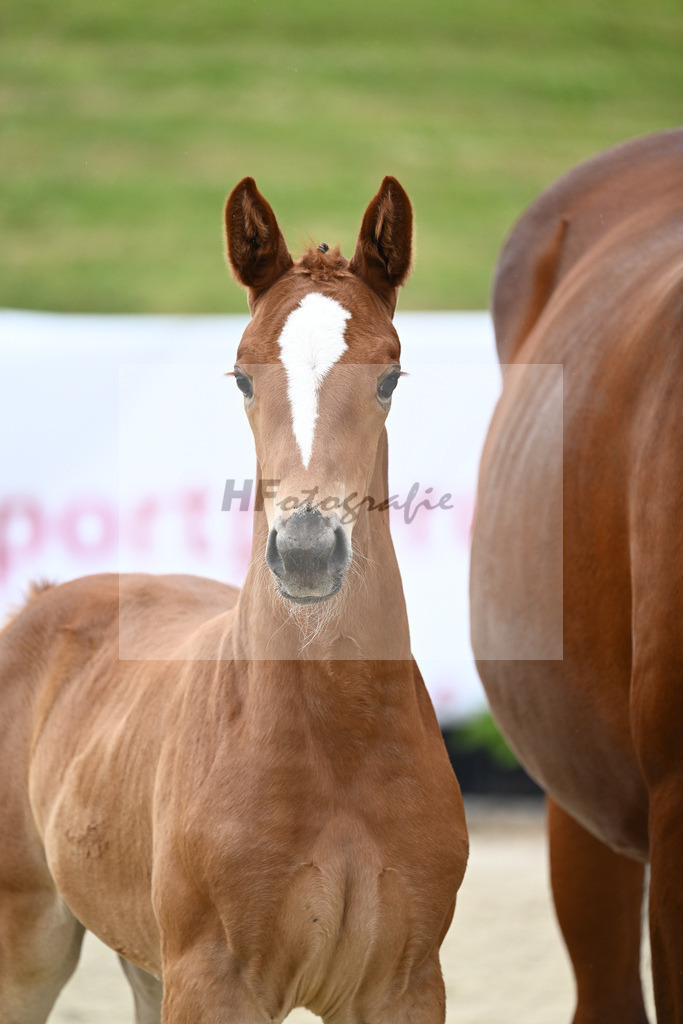 Kat-Nr. 39 SF DSP Feliciano_Schmidt_17231032 | hf-fotografie - Realizzato con Pictrs.com