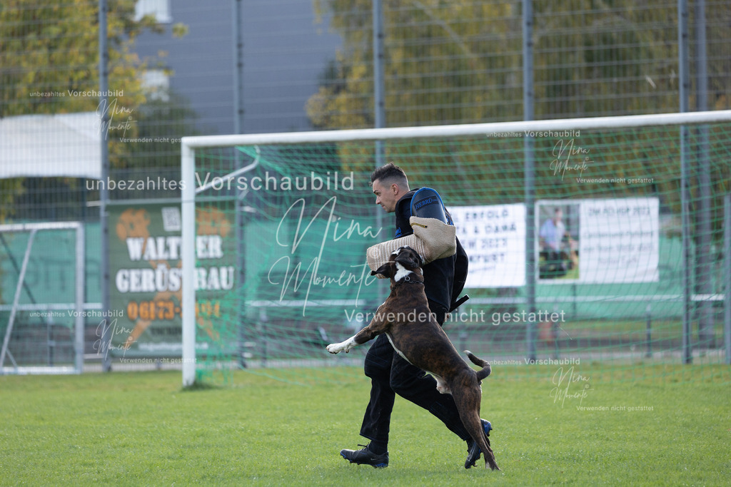 _16A6495 | Einzigartige Fotos von Hunden & Menschen –Actionfotos, Portraits, Vereinsaufnahmen & Paarshootings – authentisch, lebendig & mit Herz.