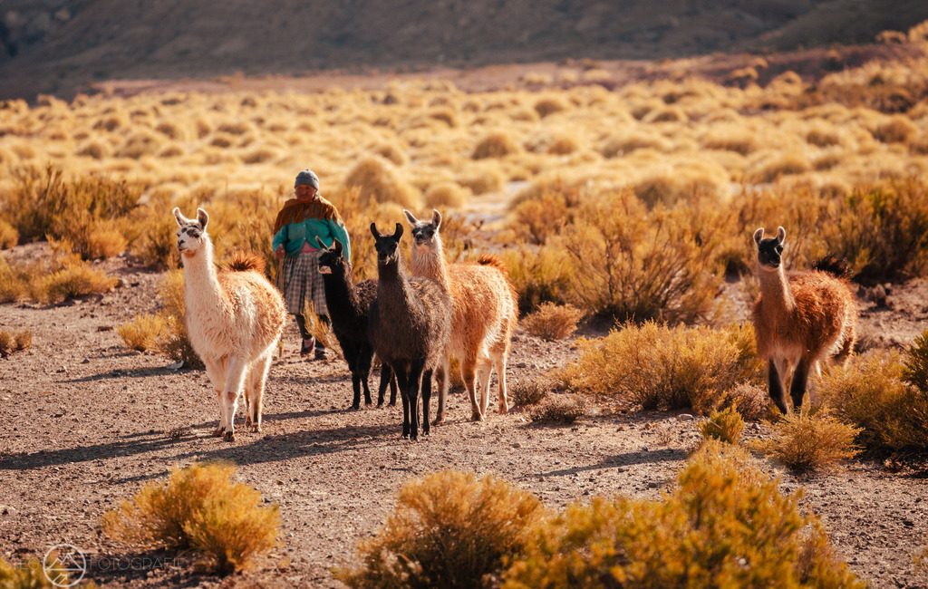 Lamas | Format 3 zu 2 - Realized with Pictrs.com