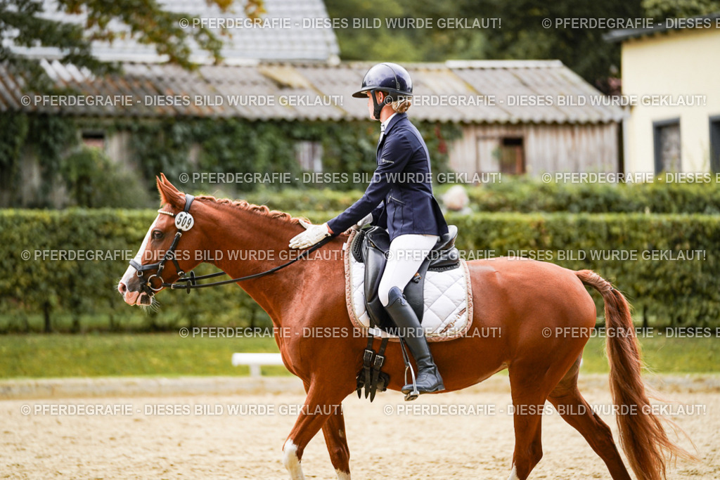 DSC09016 | Pferdegrafie