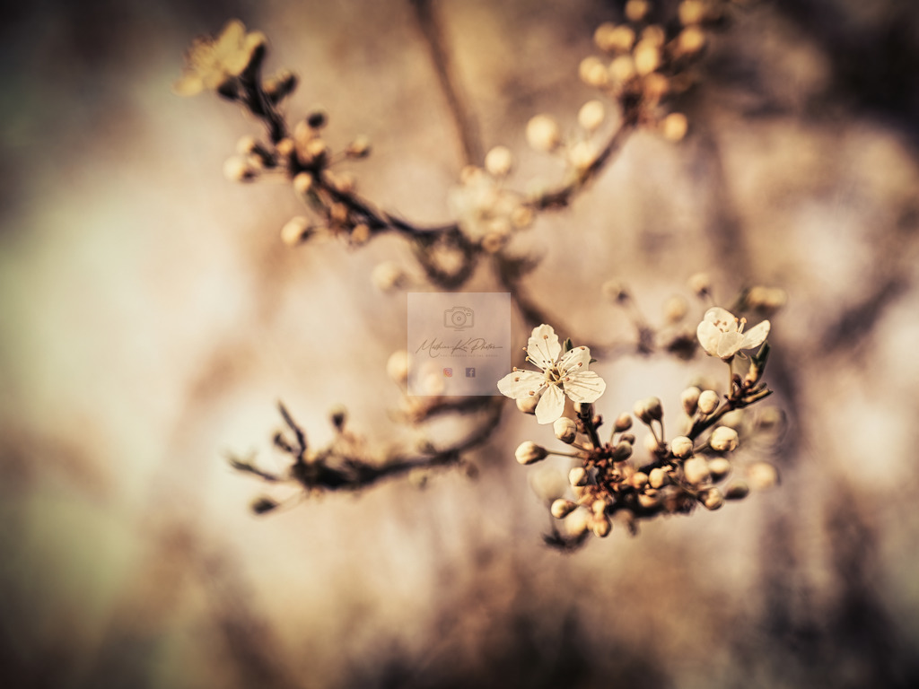 Makro - floral (93) | Buche Fotoshootings und entdecke hochwertige Fotoprodukte bei Mathias Ku Photos. Personalisiert, kreativ & mit Liebe zum Detail. Jetzt informieren! - Realisiert mit Pictrs.com