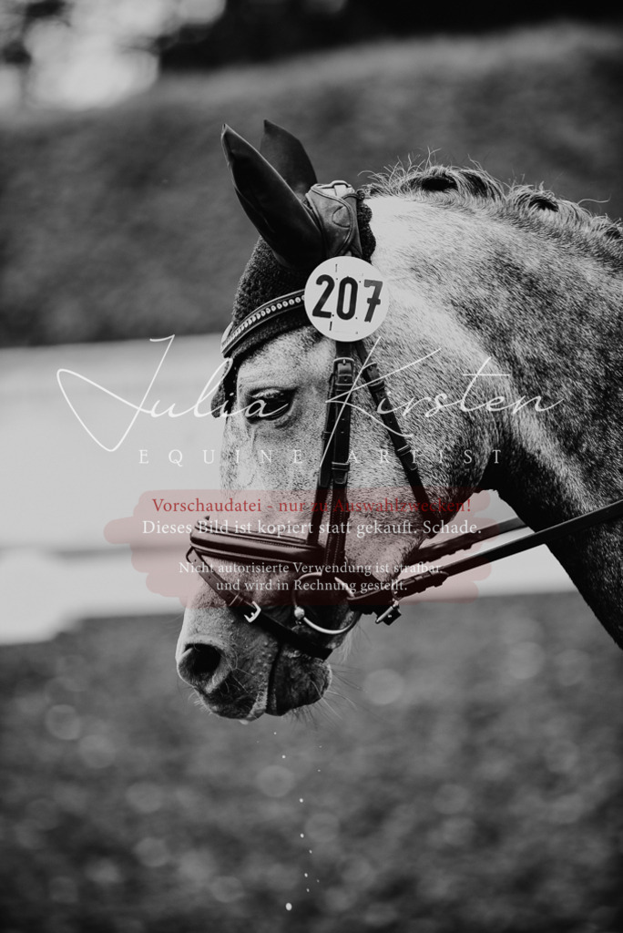 DSC_4615 | Pferde- und Turnierfotografie in Westsachsen. Pferdeportraits, Auftragszeichnungen und intuitive Kunst.