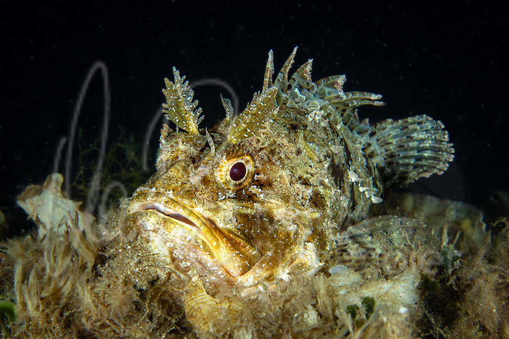 Scorpaena porcus | Drachenkopf /  Cast.: Rascacio, Cabra roquera;  Eng.: Black scorpionfish; Fra.: Rascasse brune - Realisiert mit Pictrs.com