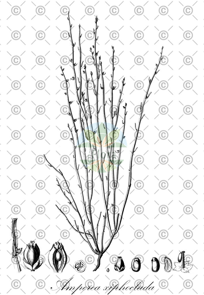 HistAbb_wfo-0000966371_1_ENZY_Simple | Historische Abbildung von Amperea xiphoclada - Euphorbiaceae | Historical Illustration of Amperea xiphoclada - Euphorbiaceae