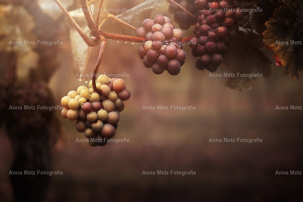 IMG_5540 | anna-metz - Realisiert mit Pictrs.com