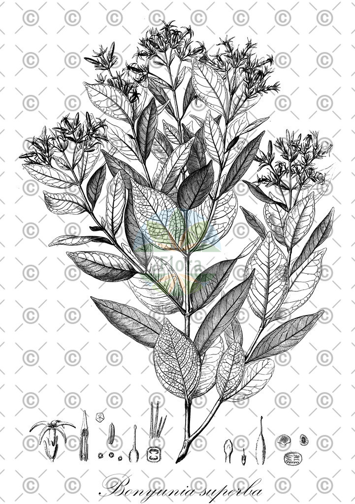 HistAbb_3BFH_1_ENZY_Simple | Historische Abbildung von Bonyunia superba - Loganiaceae | Historical Illustration of Bonyunia superba - Loganiaceae