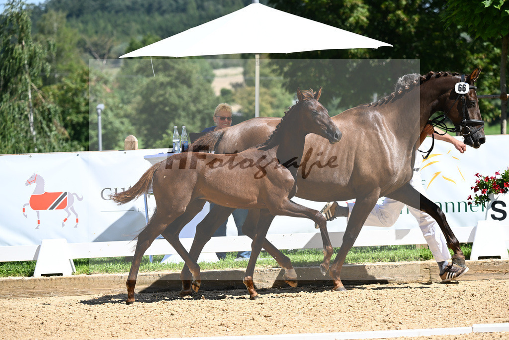 Kat-Nr. 66 SF DSP Feliciano x Damon Cello_Katzke_27230886 | hf-fotografie - Realisiert mit Pictrs.com