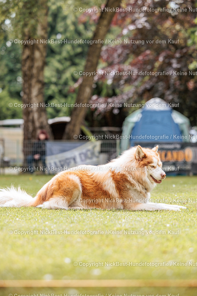 RO-Blumenthal-2026-Nickbest-Hundefotografie-2086 | Dein Hund! Dein Moment! Deine Erinnerungen! Hundefotografie in Bremen Blumenthal. Ich fange die besonderen Momente deines Vierbeiners ein – ob Indoor mit Blitzanlage oder in der freien Natur. Sicher dir dein Moment und dein Termin für eure Erinnerungen.