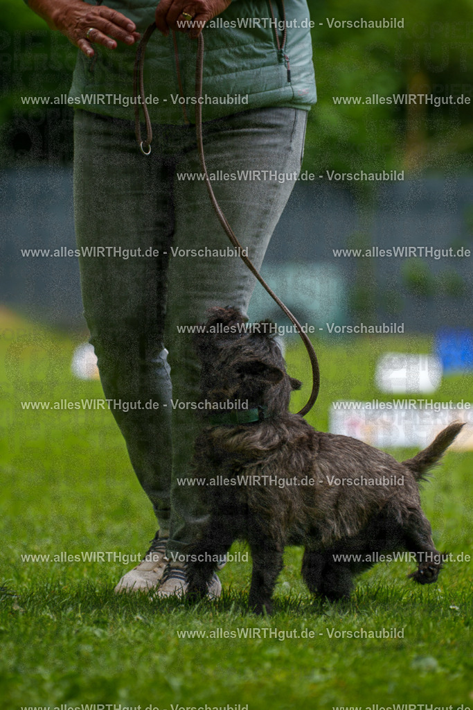 @allesWIRTHgut_Tierfotografie - www.allesWIRTHgut.de - 130121-7R509693 | Professionelle Tierfotografie in Mönchengladbach von Daniel Wirth (allesWIRTHgut). Liebevolle & natürliche Bilder von Hunden & Katzen für unvergessliche Erinnerungen.