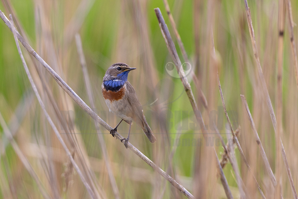 R5NF2098-20230507 | Das Blaukehlchen macht seinem Namen alle Ehre: Die leuchtend blaue Kehle des Männchens ist unverkennbar. Ihn zu entdecken, ist aber nicht einfach, denn er lebt meist versteckt im Gebüsch. Begradigte und befestigte Flüsse sowie die Abtorfung unserer Moore haben das Blaukehlchen zudem selten werden lassen. - Realisiert mit Pictrs.com