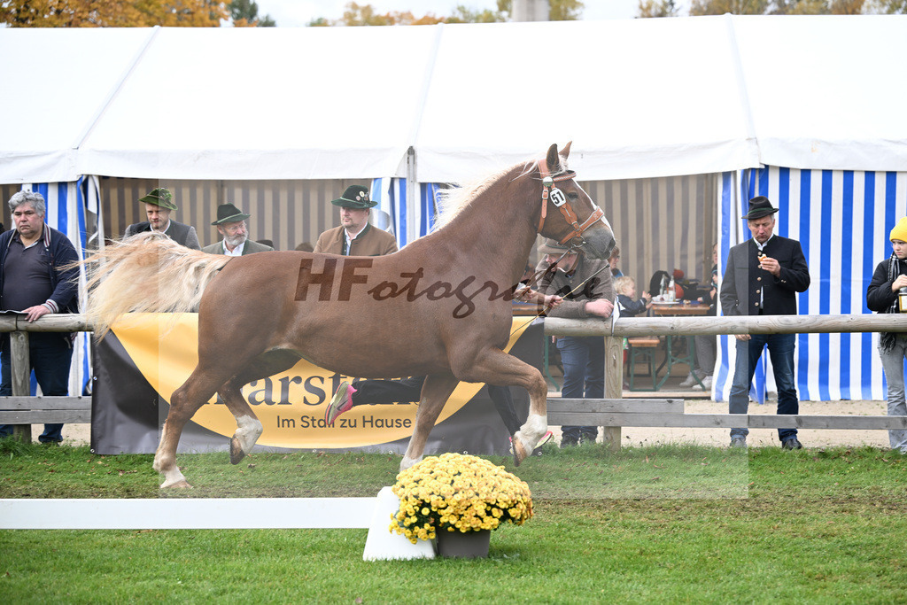 Kat-Nr. 51 Coco v. Valdero_Lichtenegger_41251201 | hf-fotografie - Realizzato con Pictrs.com
