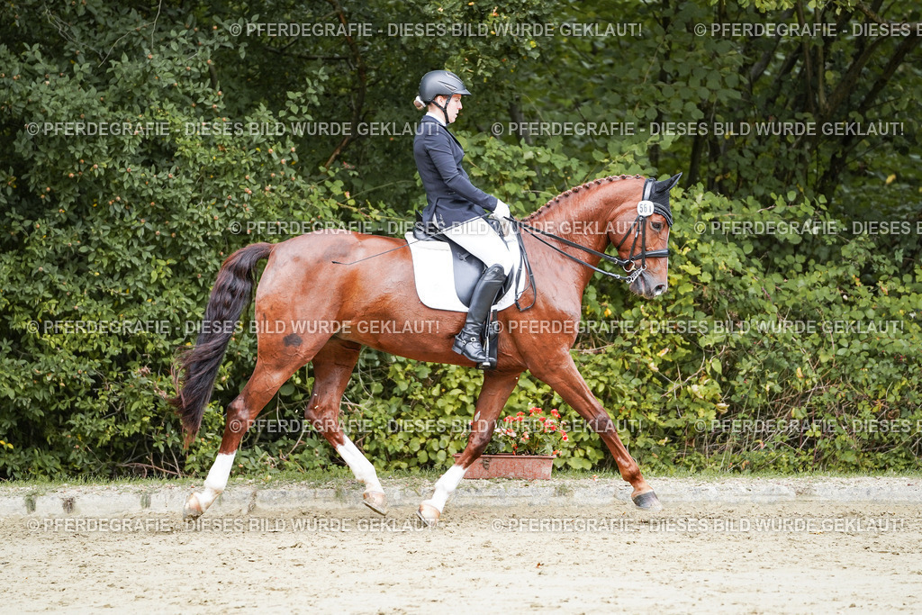 DSC04282 | Pferdegrafie