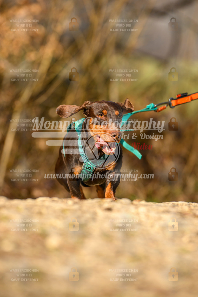 MompixPhotography_6ReiatRennen2026_SA_HappyDog-122 | PayLife