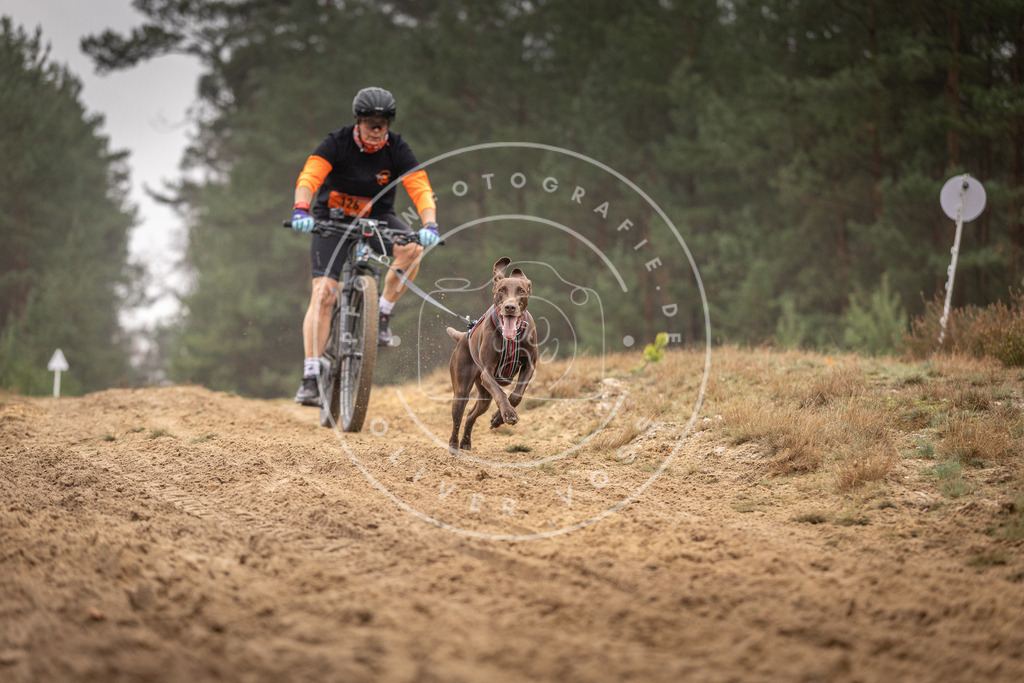 Pfotenfotografie_DV3A3593 | Hundefotografie, Tierfotograf, Pfotenfotografie, Fotoshooting Hund, Hunde Portrait, Hundesport, Hundeportraits, Heideshooting, Hunde, Sportfotograf, Hundefotograf, Turnierhundsport, THS,  - Realisiert mit Pictrs.com