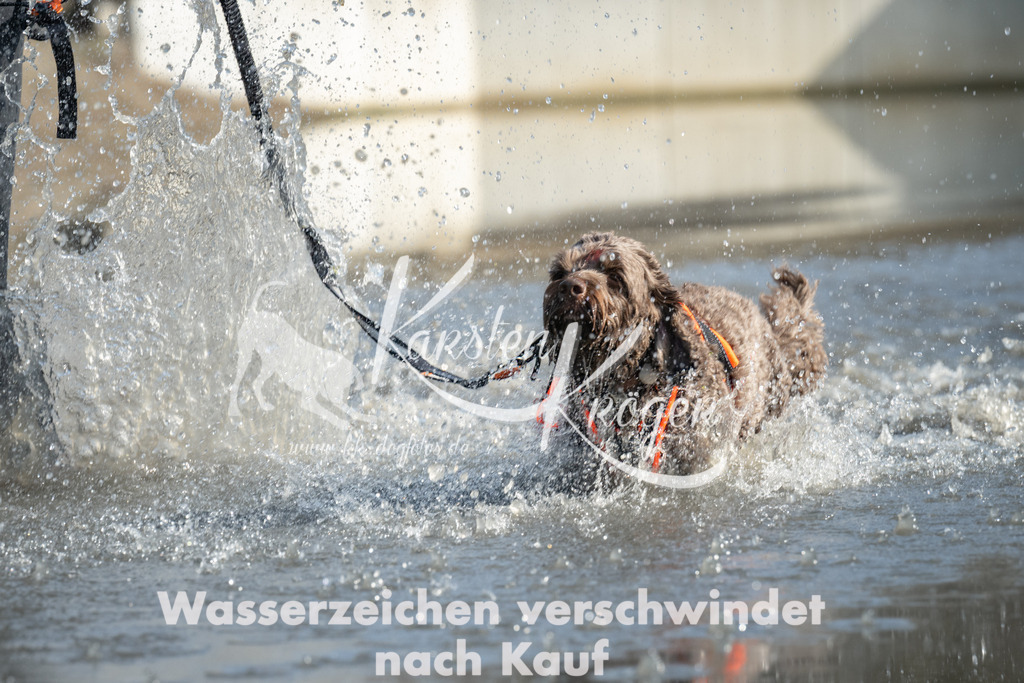 1346_ZZ98054 | kk-dogfotos