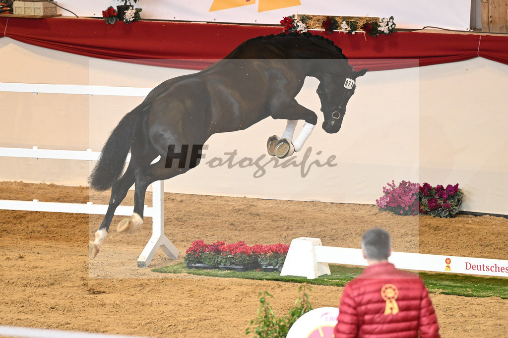 Kat-Nr. 71 Toto jr_Winklmaier_1230402 | hf-fotografie - Realisiert mit Pictrs.com