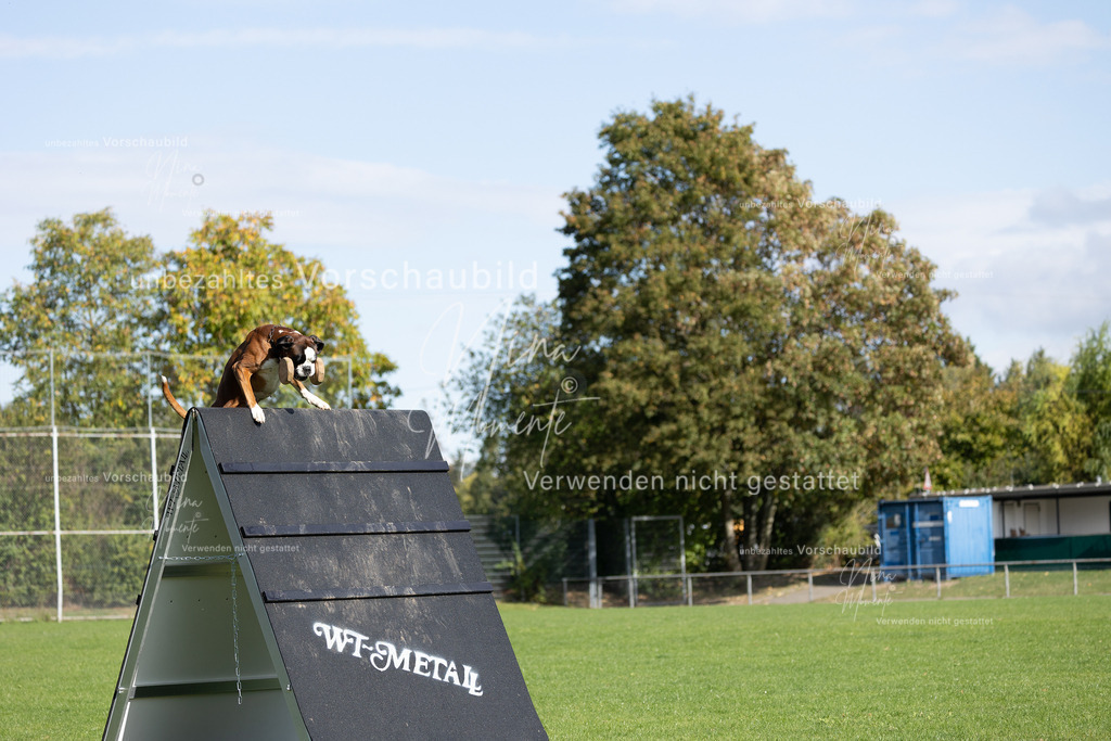 _16A6976 | Einzigartige Fotos von Hunden & Menschen –Actionfotos, Portraits, Vereinsaufnahmen & Paarshootings – authentisch, lebendig & mit Herz.