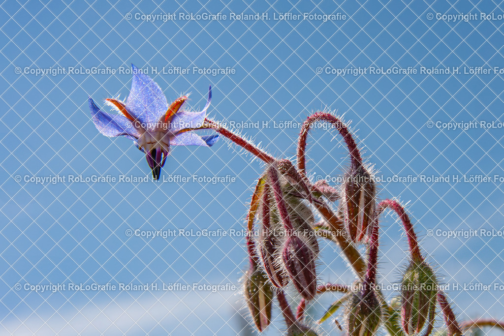 IMG_8967-Verbessert-RR | Wandfotos und Wandbilder für Büro, Kanzlei, Praxis und Unternehmen in höchster Qualität. Verfügbar als Jahreskalender, Holzdruck, Leinwand, Forex-Fotodruck, Alu-Dibond, Acrylglas, Akustikbilder. - Realisiert mit Pictrs.com