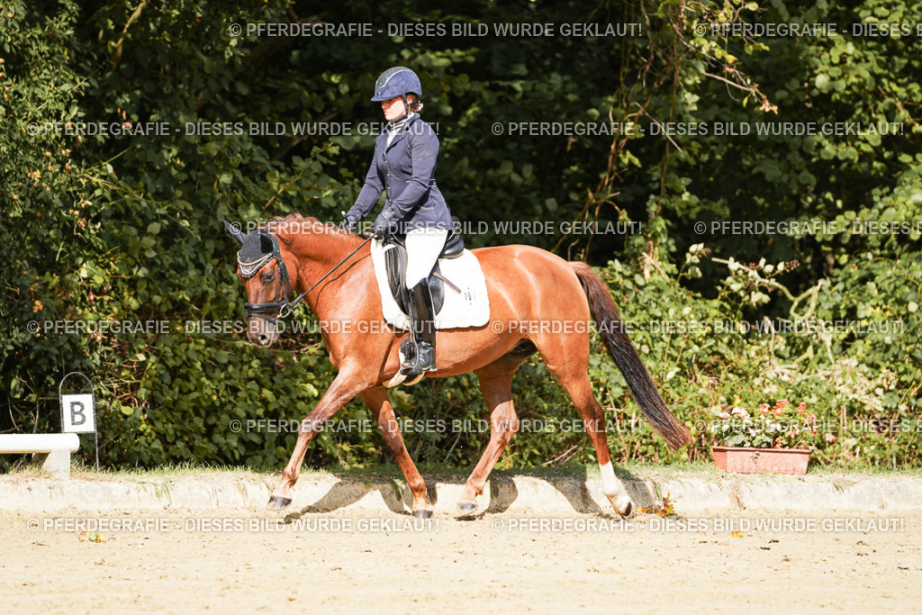 DSC02257 | Pferdegrafie