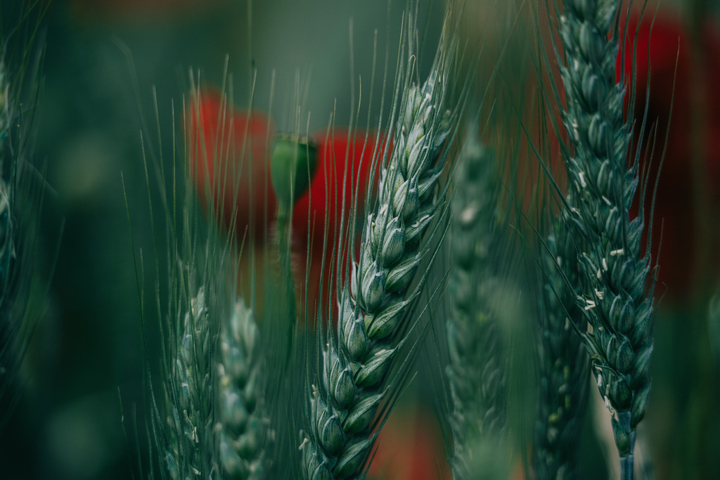 Roggen mit Mohn | Simone Sonderegger Photography