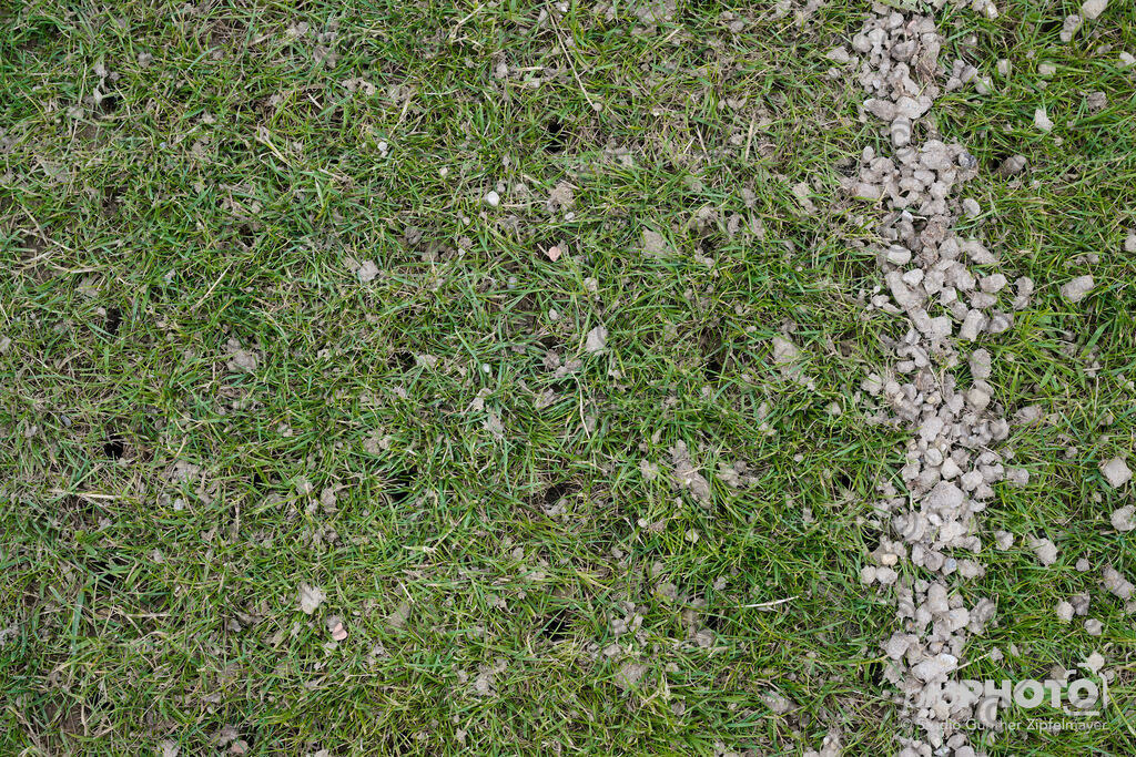 202507_Rernböck-Rasen_NZ9_1096 | proPHOTO - Realisiert mit Pictrs.com