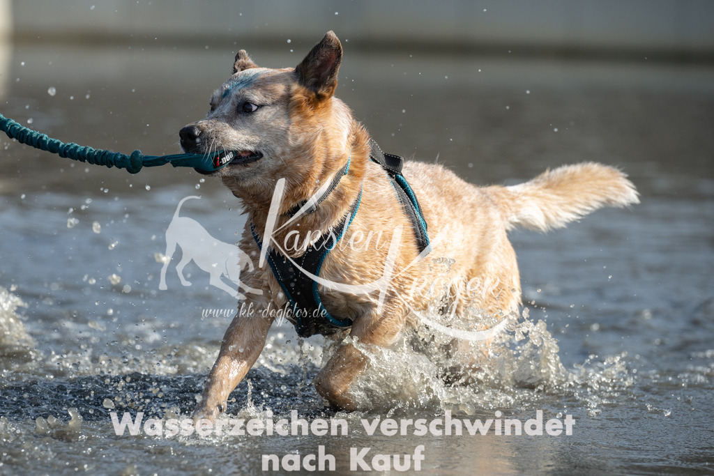 1300_ZZ93767 | kk-dogfotos