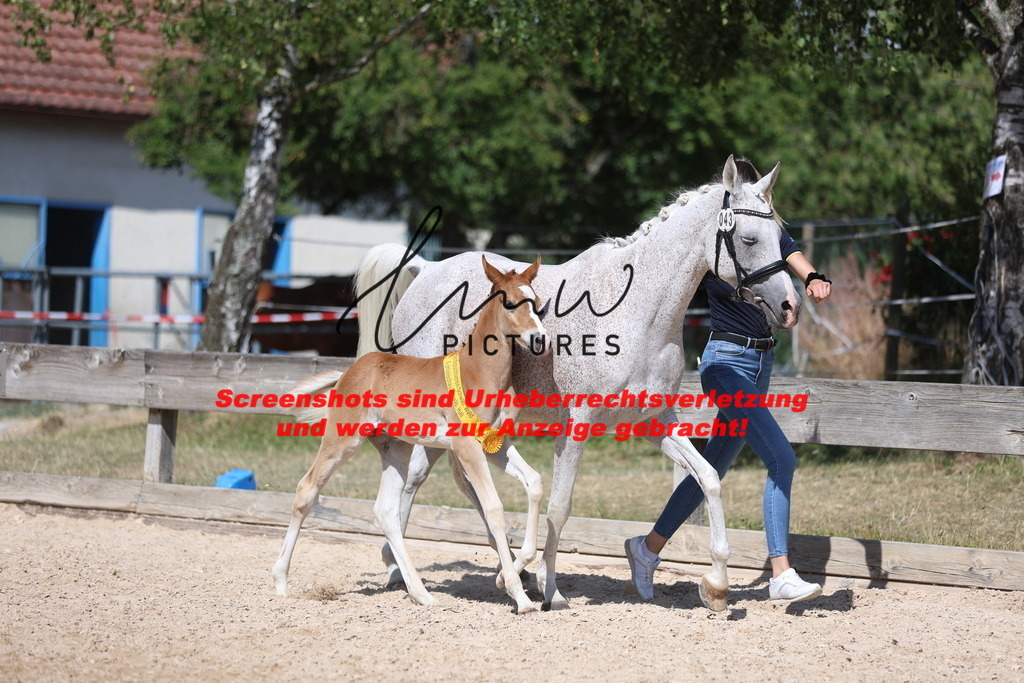 Fohlenschau_Schwäbisch_Hall_Ponys_SIEGERFOHLEN_KN 43_18 | lmwpictures - Realisiert mit Pictrs.com