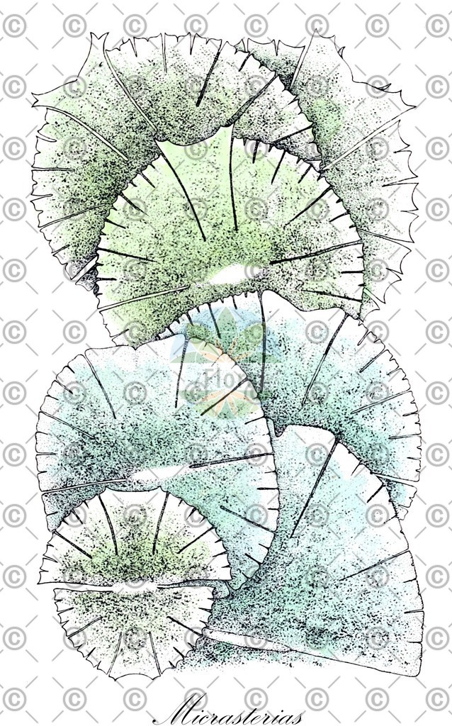 HistAbb_wfo-0000879864_1_ENZY_Simple | Historische Abbildung von Micrasterias - Desmidiaceae (0) | Historical Illustration of Micrasterias - Desmidiaceae (0)