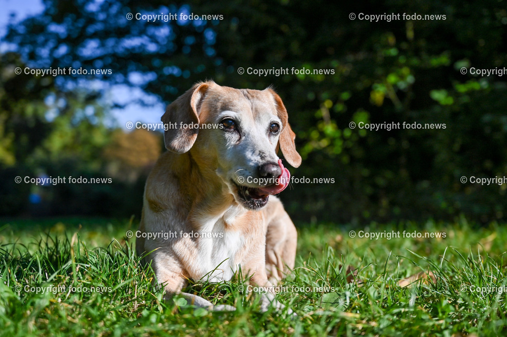 Hund_ Hunde_ 18.10.2021-11 | 18.10.2021, Linz, AUT, Hund, Hunde, im Bild Hund, Hunde, spazieren, Freilaufzone, Spazierweg, Arrigo und Luigi