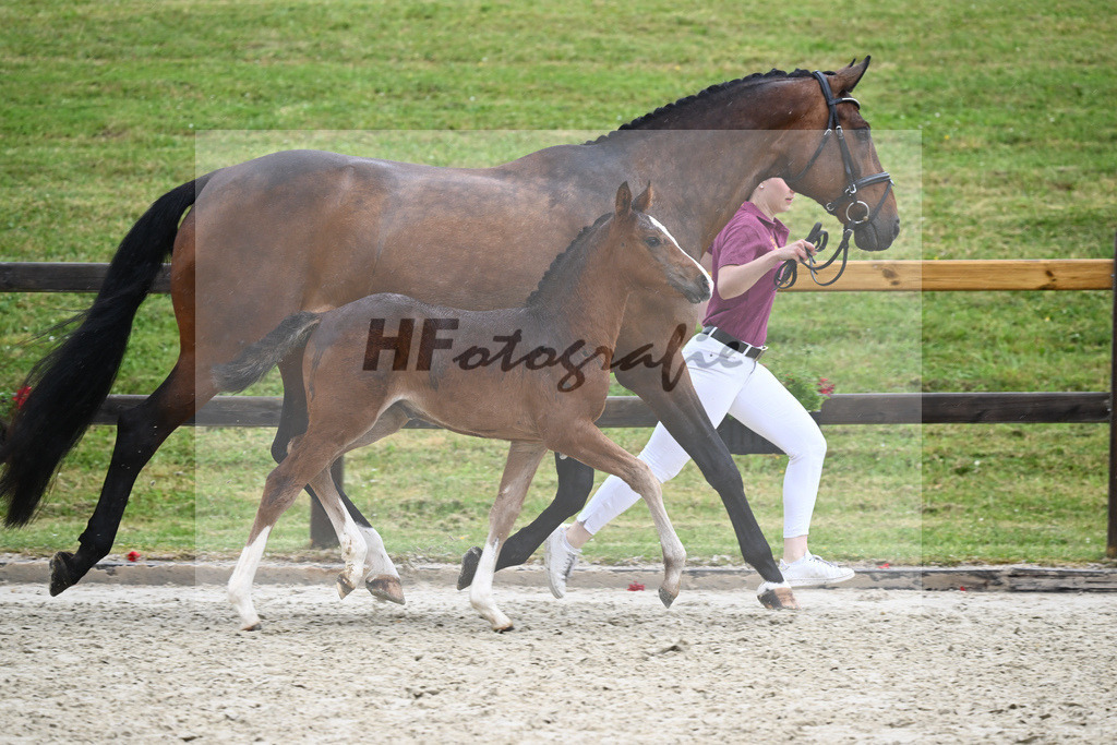 Kat-Nr. 31 SF Quel Homme de Hus_Goetz_17231486 | hf-fotografie - Realisiert mit Pictrs.com