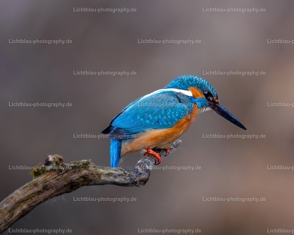 Eisvogel-02 | Hans-Bernd Lichtblau Photography. Finden Sie wunderschöne Fotografien aus Landschaft und Natur.  - Realisiert mit Pictrs.com