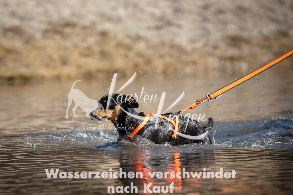 1157_ZZ97682 | kk-dogfotos